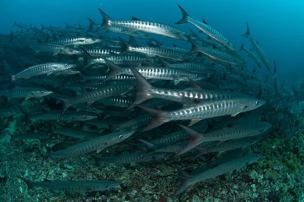 Blackfin Barracuda (Sphyraena qenie) shoal, Barracuda Point, Sipadan Island, Sabah, Borneo, Malaysia