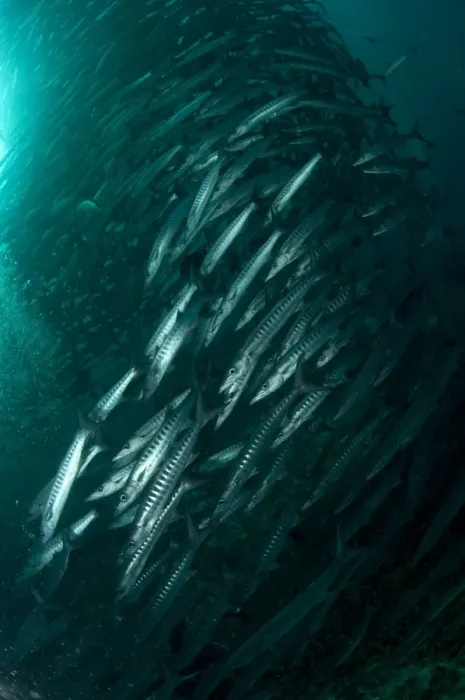 Framed Print : Blackfin Barracuda (Sphyraena qenie) shoal, forming tornado, Barracuda Point, Sipadan Island, Sabah, Borneo, Malaysia Framed Print : Blackfin Barracuda (Sphyraena qenie) shoal, forming tornado, Barracuda Point, Sipadan Island, Sabah, Borneo, Malaysia