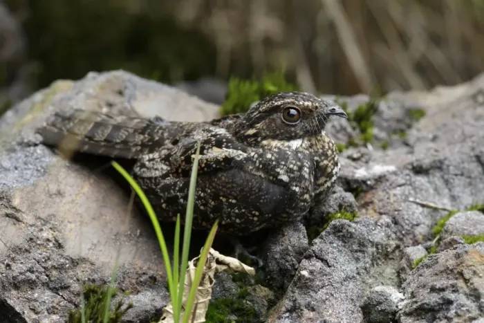 Framed Print : Blackish Nightjar (Caprimulgus nigrescens) adult male, standing on rocks, San Isidro, Napo Province, Ecuador, February