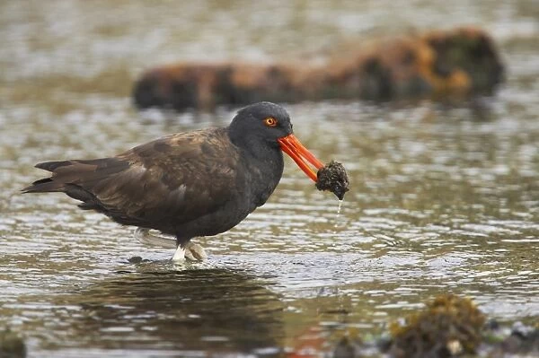 Blackish Oystercatcher (Haematopus ater) adult, with food in beak, wading in shallow water, Carcass Island, Falkland Islands