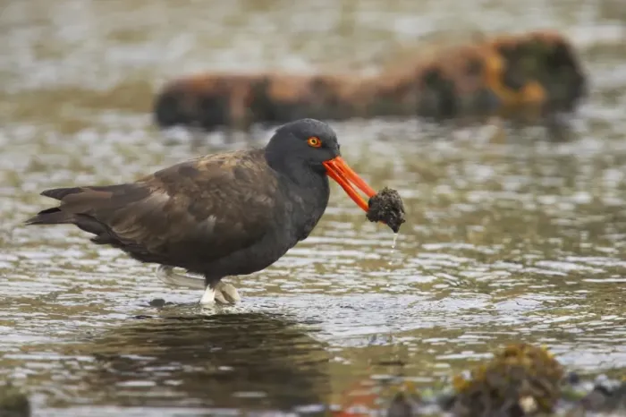 Framed Print : Blackish Oystercatcher (Haematopus ater) adult, with food in beak, wading in shallow water, Carcass Island, Falkland Islands Framed Print : Blackish Oystercatcher (Haematopus ater) adult, with food in beak, wading in shallow water, Carcass Island, Falkland Islands