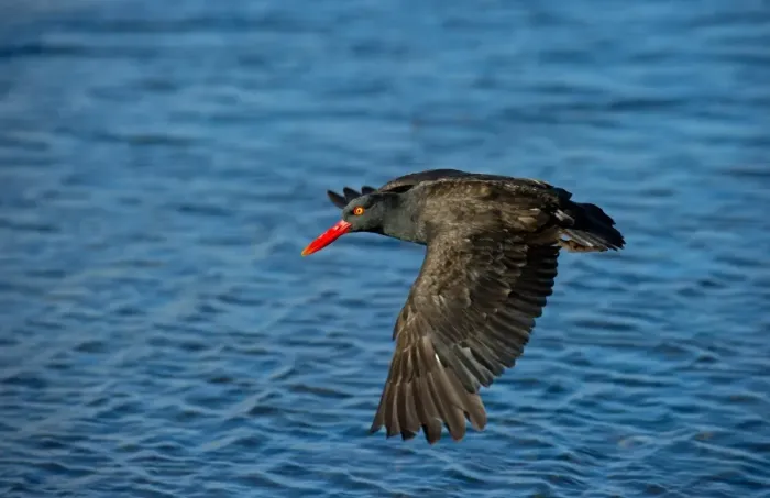 Framed Print : Blackish Oystercatcher (Haematopus ater) adult, in flight over sea, Falkland Islands, february Framed Print : Blackish Oystercatcher (Haematopus ater) adult, in flight over sea, Falkland Islands, february