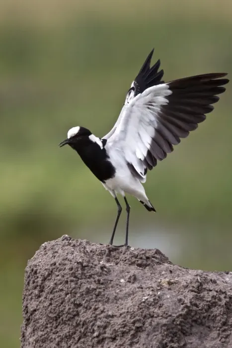 Framed Print : The Blacksmith Lapwing or Blacksmith Plover, note the wing spurs. Occurs commonly from Kenya through central Tanzania Framed Print : The Blacksmith Lapwing or Blacksmith Plover, note the wing spurs. Occurs commonly from Kenya through central Tanzania