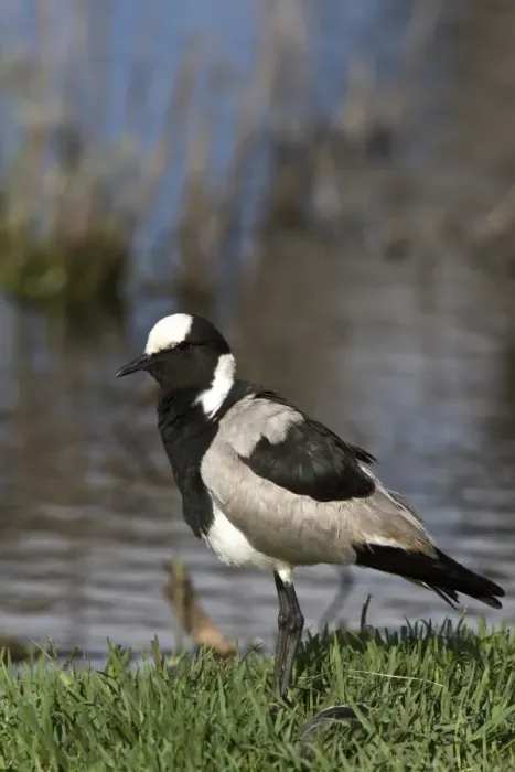 Framed Print : The Blacksmith Lapwing or Blacksmith Plover (Vanellus armatus) occurs commonly from Kenya through central Tanzania to