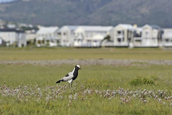 Blacksmith Plover (Vanellus armatus) adult, standing in habitat with buildings in background, Port Elizabeth, Eastern Cape, South Africa