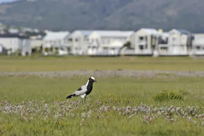 Framed Print : Blacksmith Plover (Vanellus armatus) adult, standing in habitat with buildings in background, Port Elizabeth, Eastern Cape, South Africa Framed Print : Blacksmith Plover (Vanellus armatus) adult, standing in habitat with buildings in background, Port Elizabeth, Eastern Cape, South Africa