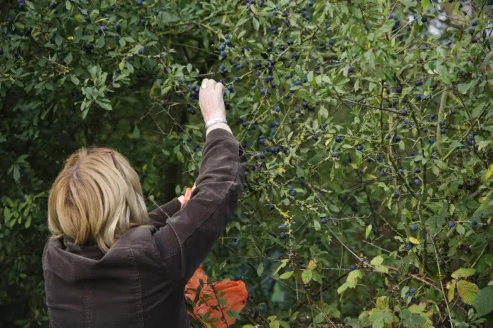 Framed Print : Blackthorn (Prunus spinosa) berries, growing in hedgerow beside public footpath, with woman picking for sloe gin Framed Print : Blackthorn (Prunus spinosa) berries, growing in hedgerow beside public footpath, with woman picking for sloe gin
