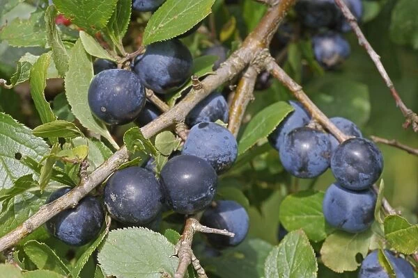 Blackthorn (Prunus spinosa) close-up of berries, West Sussex, England, september