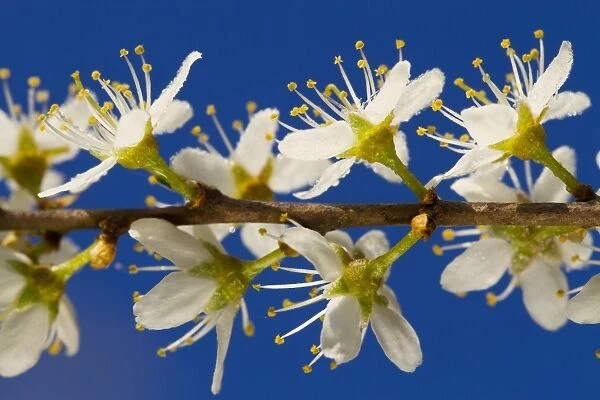 Blackthorn (Prunus spinosa) close-up of flowers, Powys, Wales, April