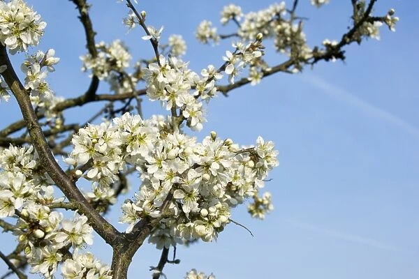 Blackthorn (Prunus spinosa) close-up of flowers, England, April