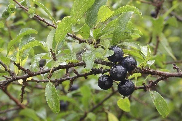 Blackthorn (Prunus spinosa) close-up of leaves and berries, growing in hedgerow, West Yorkshire, England, October
