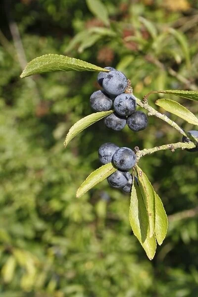 Blackthorn (Prunus spinosa) close-up of leaves and fruit, growing in hedgerow, Vicarage Plantation, Mendlesham