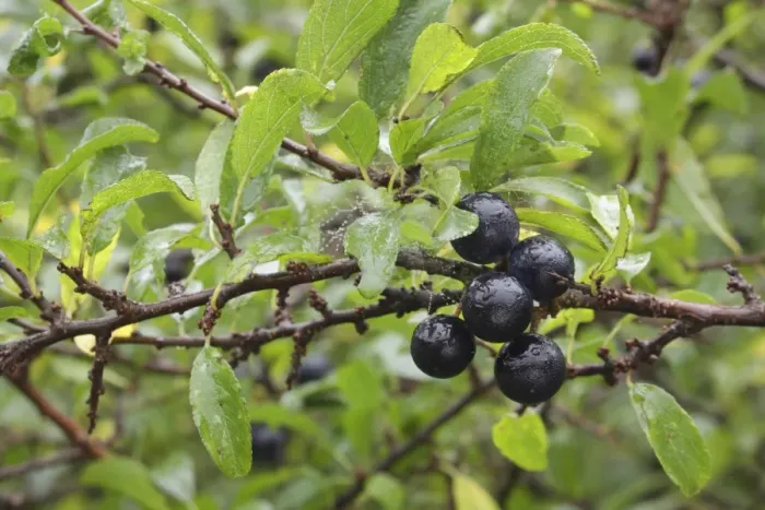 Framed Print : Blackthorn (Prunus spinosa) close-up of leaves and berries, growing in hedgerow, West Yorkshire, England, October Framed Print : Blackthorn (Prunus spinosa) close-up of leaves and berries, growing in hedgerow, West Yorkshire, England, October