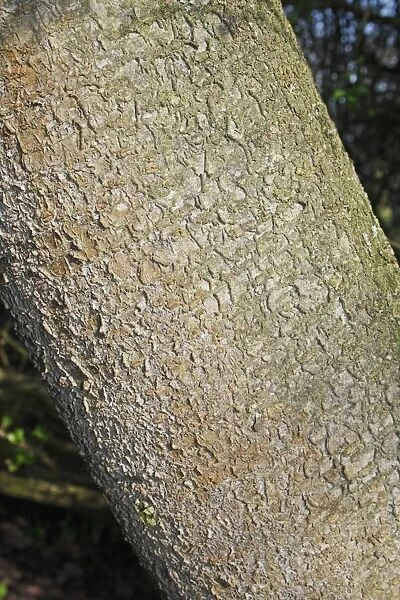 Blackthorn (Prunus spinosa) close-up of trunk, growing in hedgerow at edge of woodland, Vicarage Plantation