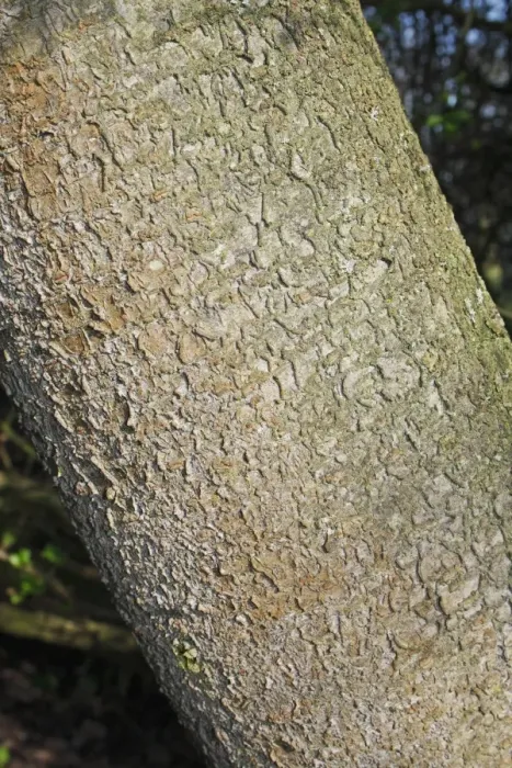 Framed Print : Blackthorn (Prunus spinosa) close-up of trunk, growing in hedgerow at edge of woodland, Vicarage Plantation Framed Print : Blackthorn (Prunus spinosa) close-up of trunk, growing in hedgerow at edge of woodland, Vicarage Plantation