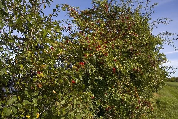 Blackthorn (Prunus spinosa) and Common Hawthorn (Crataegus monogyna) berries, growing in hedgerow, Hampshire, England