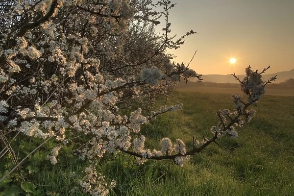 Blackthorn (Prunus spinosa) flowering, growing in hedgerow on organic farm at sunset, Powys, Wales, april