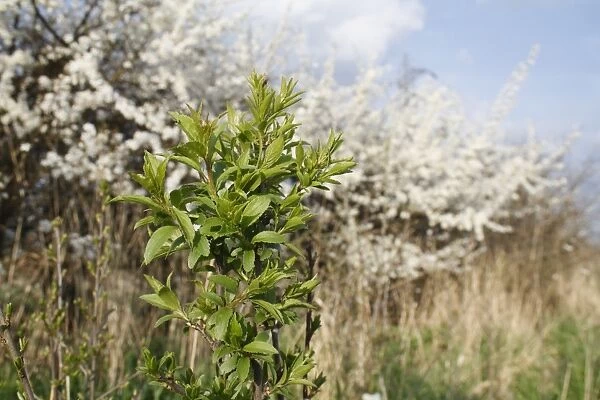 Blackthorn (Prunus spinosa) sapling, suckering from flowering hedgerow into garden allotment, Bacton, Suffolk, England