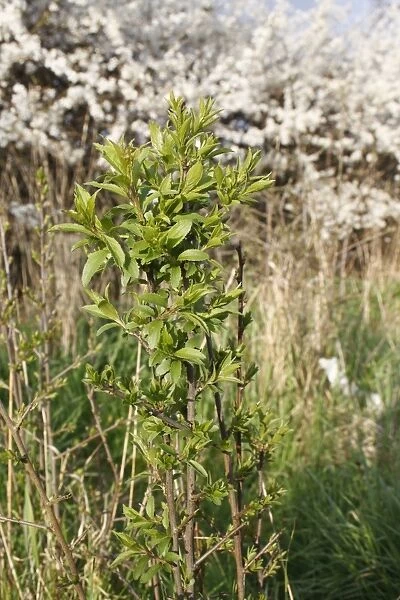 Blackthorn (Prunus spinosa) sapling, suckering from flowering hedgerow into garden allotment, Bacton, Suffolk, England