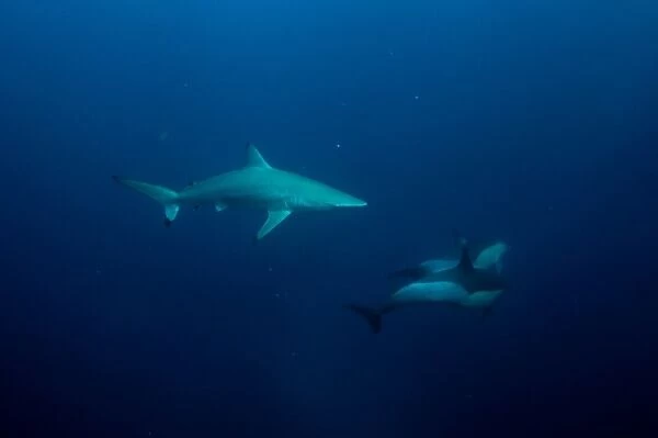 Blacktip Shark (Carcharhinus limbatus) and Long-beaked Common Dolphin (Delphinus capensis) adults