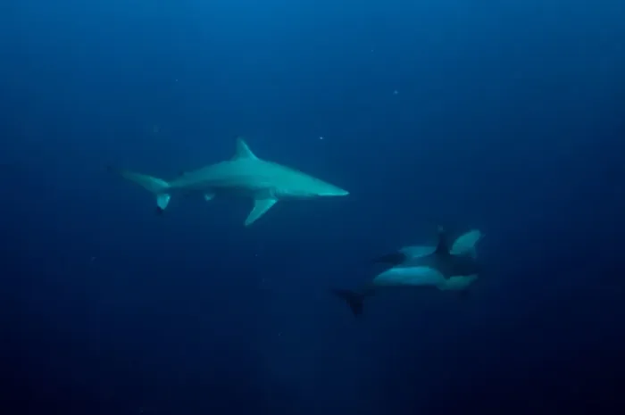 Framed Print : Blacktip Shark (Carcharhinus limbatus) and Long-beaked Common Dolphin (Delphinus capensis) adults