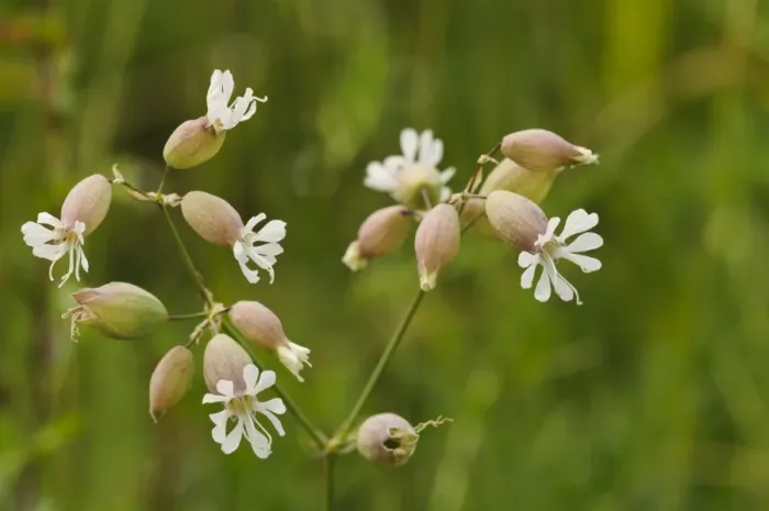 Framed Print : Bladder Campion (Silene vulgaris) close-up of flowers with inflated calices, Ivinghoe Beacon, Chiltern Hills Framed Print : Bladder Campion (Silene vulgaris) close-up of flowers with inflated calices, Ivinghoe Beacon, Chiltern Hills