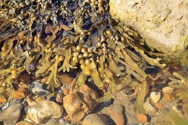 Bladder Wrack (Fucus vesiculosus) fronds with air bladders, floating on surface of shallow water on shore at low tide