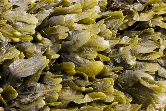 Framed Print : Bladder Wrack (Fucus vesiculosus) fronds, exposed on rocky shore at low tide, Brough Head, Mainland, Orkney, Scotland Framed Print : Bladder Wrack (Fucus vesiculosus) fronds, exposed on rocky shore at low tide, Brough Head, Mainland, Orkney, Scotland