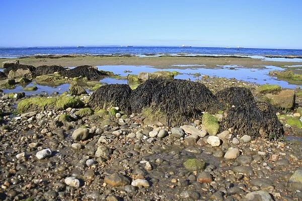 Bladder Wrack (Fucus vesiculosus) fronds, growing on exposed rock on shore habitat at low tide, Bembridge