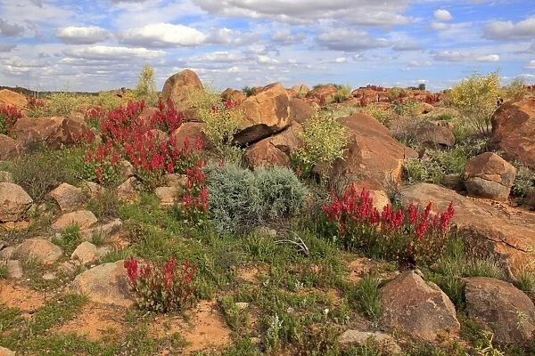 Bladderdock (Rumex vesicarius) introduced species, flowering, growing amongst rocks in desert habitat, Sturt N. P