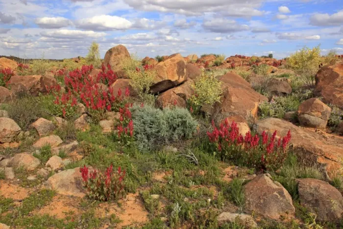 Framed Print : Bladderdock (Rumex vesicarius) introduced species, flowering, growing amongst rocks in desert habitat, Sturt N. P Framed Print : Bladderdock (Rumex vesicarius) introduced species, flowering, growing amongst rocks in desert habitat, Sturt N. P