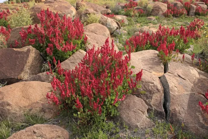 Framed Print : Bladderdock (Rumex vesicarius) introduced species, flowering, growing amongst rocks, Sturt N. P Framed Print : Bladderdock (Rumex vesicarius) introduced species, flowering, growing amongst rocks, Sturt N. P