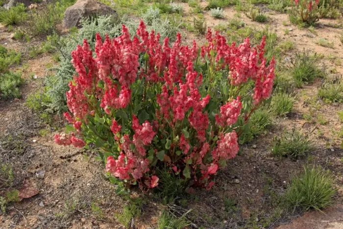 Framed Print : Bladderdock (Rumex vesicarius) introduced species, flowering, Sturt N. P. New South Wales, Australia Framed Print : Bladderdock (Rumex vesicarius) introduced species, flowering, Sturt N. P. New South Wales, Australia