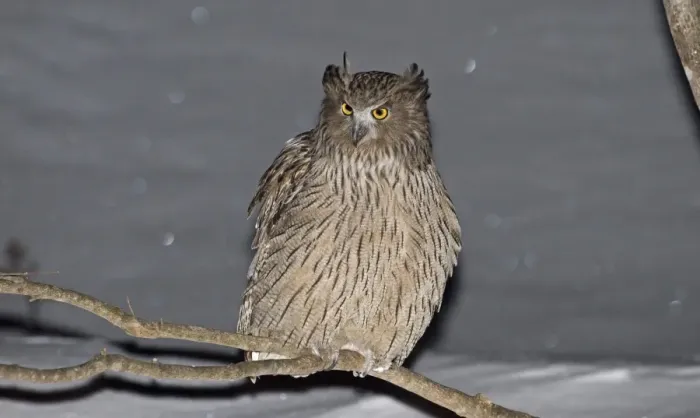 Framed Print : Blakiston's Fish-owl (Bubo blakistoni) adult, perched on branch in snow at night, Washino-yado, Rausu, Shiretoko Peninsula, Hokkaido, Japan, winter Framed Print : Blakiston's Fish-owl (Bubo blakistoni) adult, perched on branch in snow at night, Washino-yado, Rausu, Shiretoko Peninsula, Hokkaido, Japan, winter