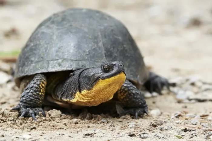 Framed Print : Blandings Turtle (Emydoidea blandingii) adult, resting on sand, North Michigan, U. S. A. june Framed Print : Blandings Turtle (Emydoidea blandingii) adult, resting on sand, North Michigan, U. S. A. june