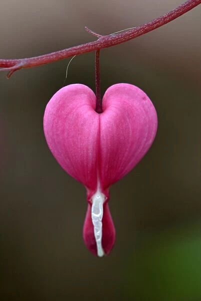 Bleeding Heart (Dicentra spectabilis) close-up of flower