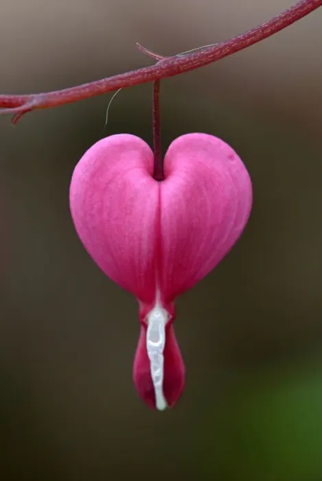 Framed Print : Bleeding Heart (Dicentra spectabilis) close-up of flower Framed Print : Bleeding Heart (Dicentra spectabilis) close-up of flower