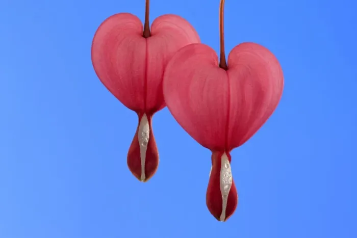 Framed Print : Bleeding Heart (Dicentra spectabilis) close-up of two flowers Framed Print : Bleeding Heart (Dicentra spectabilis) close-up of two flowers