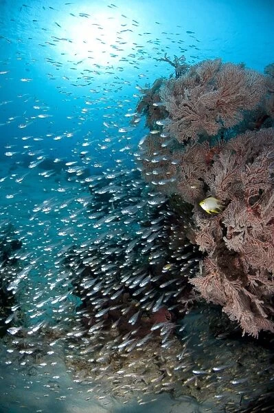 Bleekers Cardinalfish (Archamia bleekeri) shoal, swimming beside coral bommie, Gili Lawa Laut, near Komodo Island