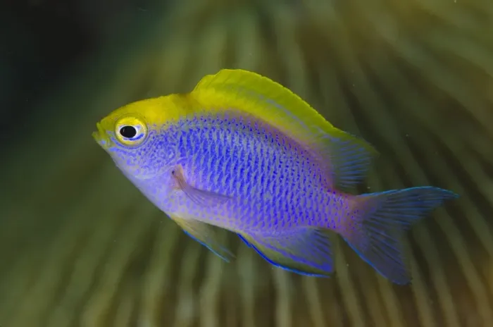 Framed Print : Bleekers Damselfish (Chrysiptera bleekeri) adult, swimming, Lembeh Straits, Sulawesi, Greater Sunda Islands, Indonesia Framed Print : Bleekers Damselfish (Chrysiptera bleekeri) adult, swimming, Lembeh Straits, Sulawesi, Greater Sunda Islands, Indonesia