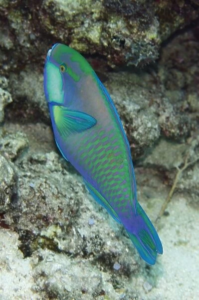 Bleekers Parrotfish (Chlorurus bleekeri) adult, swimming, Sebayor Kecil, between Komodo and Flores Islands, Komodo N. P