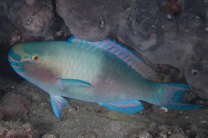 Framed Print : Bleekers Parrotfish (Chlorurus bleekeri) adult, in reef at night, Tutuntute, Wetar Island, Barat Daya Islands Framed Print : Bleekers Parrotfish (Chlorurus bleekeri) adult, in reef at night, Tutuntute, Wetar Island, Barat Daya Islands