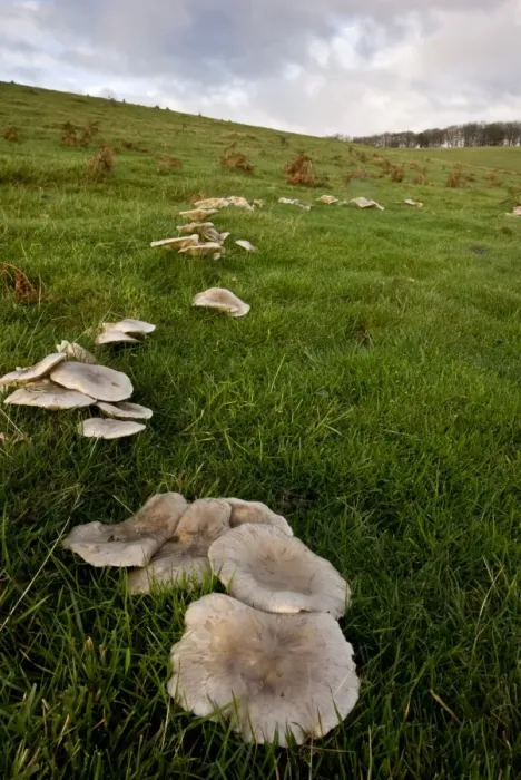 Framed Print : Blewit (Lepista panaeola) fruiting bodies, group growing as fairy ring in grassland habitat, Quantock Hills, Somerset Framed Print : Blewit (Lepista panaeola) fruiting bodies, group growing as fairy ring in grassland habitat, Quantock Hills, Somerset