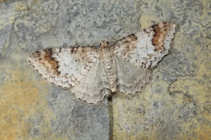 Framed Print : Blomers Rivulet (Discoloxia blomeri) adult, resting on rock, Powys, Wales, june