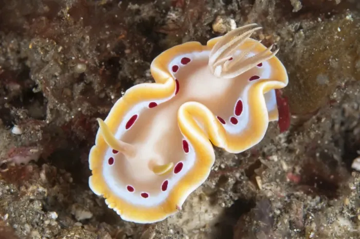 Framed Print : Blood-spotted Glossodoris Nudibranch (Glossodoris cruenta) adult, Lembeh Straits, Sulawesi, Sunda Islands, Indonesia Framed Print : Blood-spotted Glossodoris Nudibranch (Glossodoris cruenta) adult, Lembeh Straits, Sulawesi, Sunda Islands, Indonesia