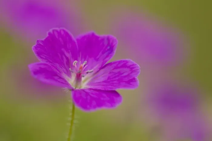 Framed Print : Bloody Cranesbill (Geranium sanguineum) close-up of flower, Chee Dale, Peak District N. P. Derbyshire, England, June Framed Print : Bloody Cranesbill (Geranium sanguineum) close-up of flower, Chee Dale, Peak District N. P. Derbyshire, England, June