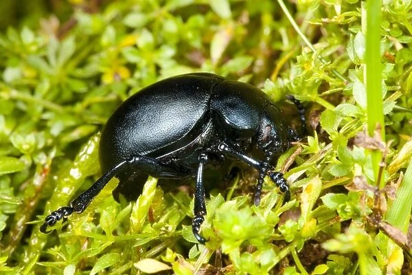 Bloody-nosed Beetle (Timarcha tenebricosa) adult, on Heath Bedstraw (Galium saxatile) adult and larval foodplant