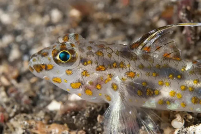 Framed Print : Blotched Goby (Coryphopterus inframaculatus) adult, close-up of head, resting on black sand, Lembeh Straits, Sulawesi