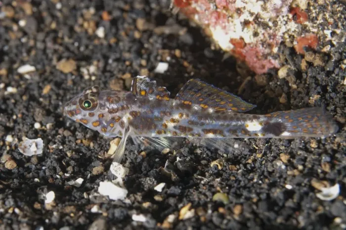 Framed Print : Blotched Goby (Coryphopterus inframaculatus) adult female, resting on black sand, Lembeh Straits, Sulawesi Framed Print : Blotched Goby (Coryphopterus inframaculatus) adult female, resting on black sand, Lembeh Straits, Sulawesi