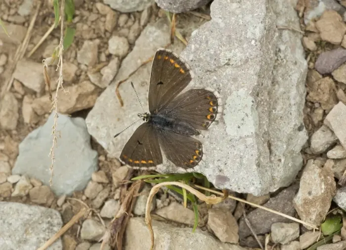 Framed Print : Blue Argus (Aricia anteros) adult female, basking on rock, at 2800m, Pontic Mountains, Anatolia, Turkey, July Framed Print : Blue Argus (Aricia anteros) adult female, basking on rock, at 2800m, Pontic Mountains, Anatolia, Turkey, July